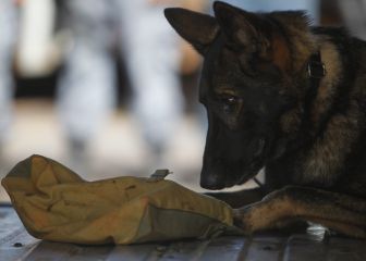 Perros para luchar contra la COVID en los pabellones de la NBA