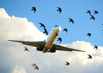 Los drones anti-pájaros que salvarán vidas en los aeropuertos