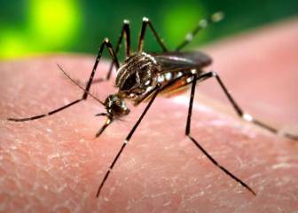 Virus Zika: ni tan grave ni tan intrasdecente
