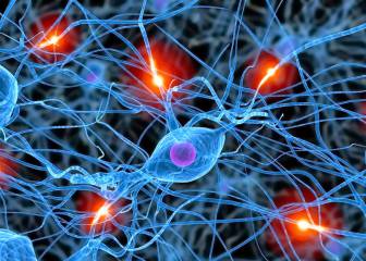 Descubren un mecanismo que regula la generación de nuevas neuronas 