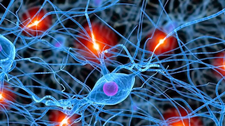 Descubren un mecanismo que regula la generación de nuevas neuronas 
