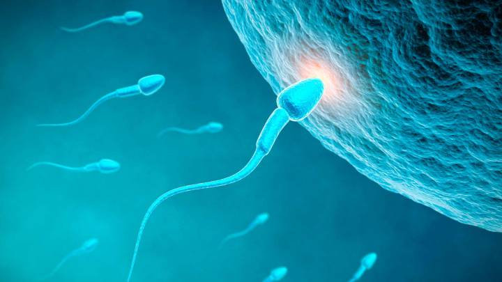 La fragmentación del ADN de los espermatozoides causa muchos casos de infertilidad masculina