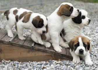 Haz deporte con tu mascota