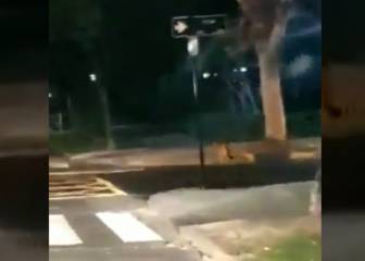 Ya fue capturado: así andaba un puma por las calles de Providencia y Ñuñoa