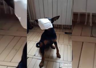 ¡Qué precavido! Perro se pone mascarilla al escuchar un estornudo
