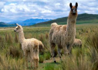 ¿Por qué están investigando las llamas para el tratamiento del coronavirus?