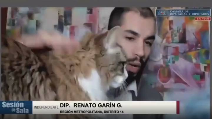 El cómico momento del Diputado Garin: ¡apareció su gata en plena argumentación!
