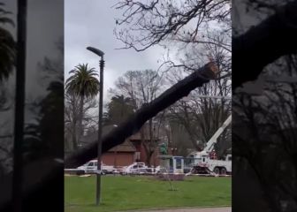 Insólito: talan árbol y destruyen por error un busto de Simón Bolívar