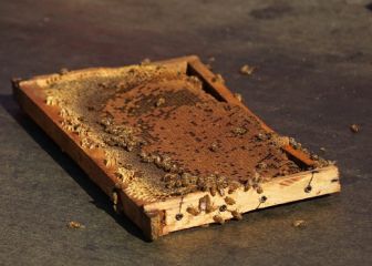 Protesta de apicultores frente a La Moneda: llevaron diez mil abejas y hubo detenidos