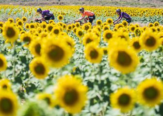 La aventura de tres valientes entre campos de girasoles