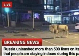 ¿Rusia sacó leones a la calle durante la cuarentena?
