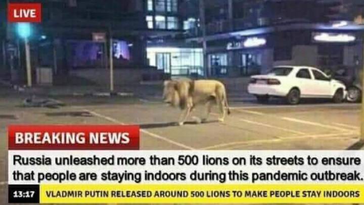 Coronavirus: ¿Rusia sacó leones a la calle durante la cuarentena?