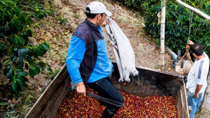 Coronavirus en Colombia: ¿está en riesgo el sector del café?