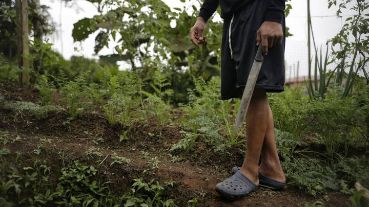 Cuarentena en Colombia: La prima que el Gobierno Nacional designó para los campesinos en el Decreto 803 del 2020 no será para todos los del gremio