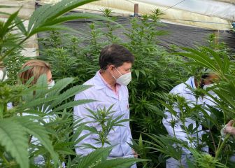 La exportación de flor seca de cannabis será legal
