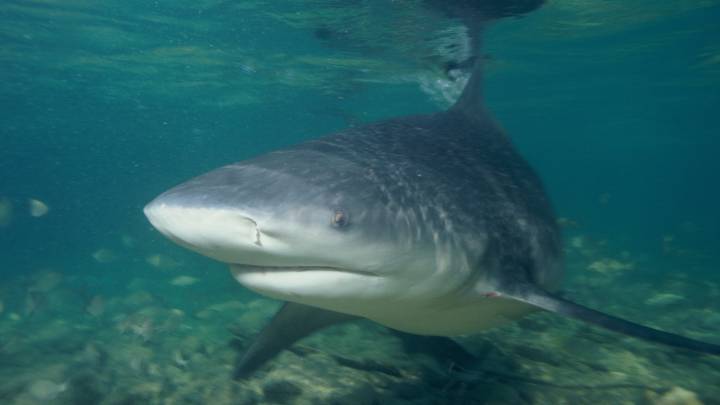 tiburón sarda bahamas