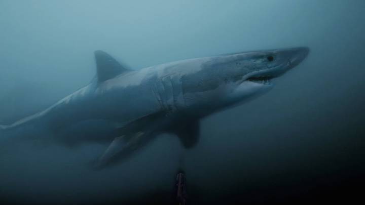 tiburón blanco sudáfrica submarinismo