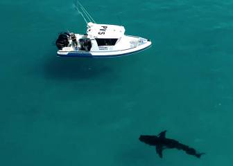 El tiburón blanco de 6 metros que asustó a estos surfistas australianos