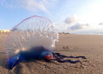 Las falsas medusas llegan a la playa donde rompe la mayor ola del mundo