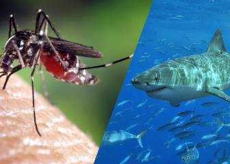 Mosquito vs tiburón