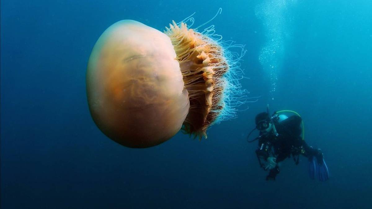 Медуза цианея гигантская