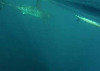 Un tiburón blanco persigue a dos kayakistas ¡y ellos lo graban!