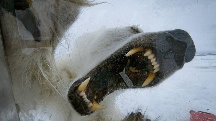 osa polar ataque atacando cámara vídeo bbc earth dientes colmillos