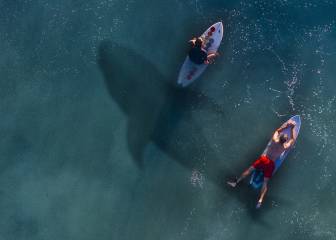 Un tiburón muerde a un surfista en la cara