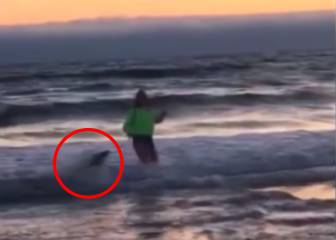 Un león marino ataca a una chica de 13 años en una playa de California