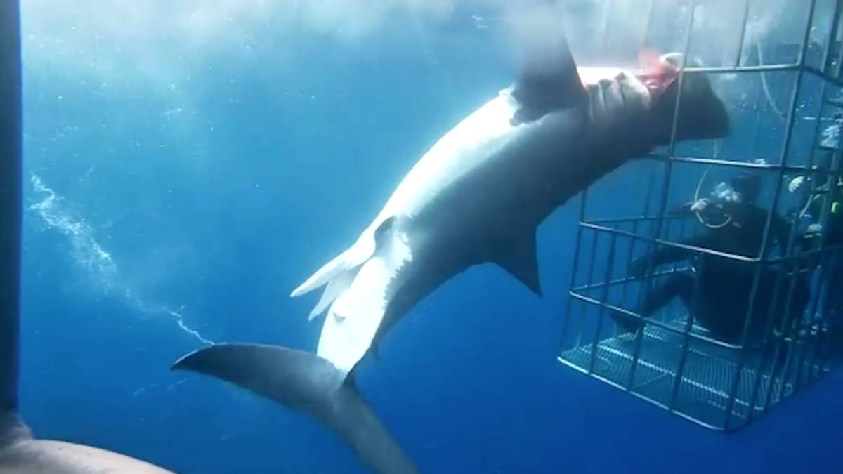 Salto flexible comer Graban la muerte de un tiburón blanco intentando escapar de una jaula para  turistas - AS.com