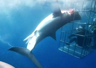 Se acabó el turismo submarino en la isla de los tiburones blancos