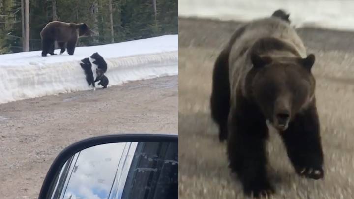 Un freeskier graba el furioso ataque de una mamá grizzly a su coche