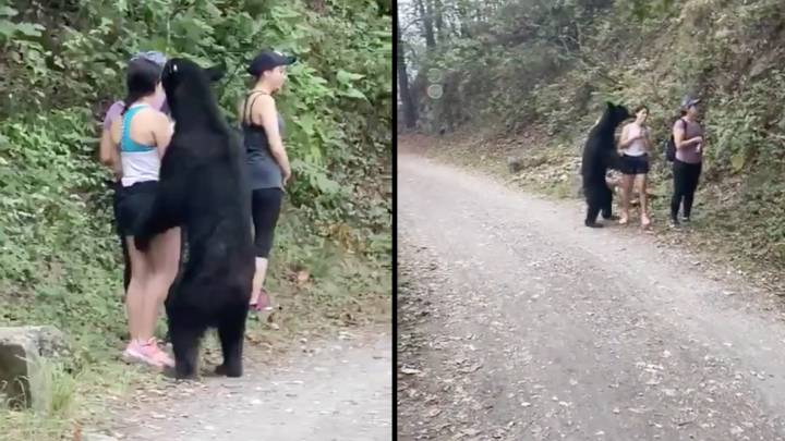 La sorprendente calma de 3 chicas ante el 'cacheo' de un oso negro en el bosque
