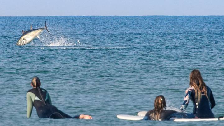 Aparición estelar de un atún rojo en un evento de chicas surfistas