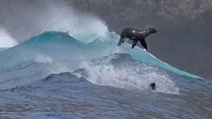 Inéditas imágenes de leones marinos surfeando olas grandes 