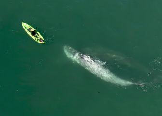 Un grupo de ballenas grises ofrecen a un kayakista el show de su vida