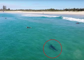 Imagenes aéreas demuestran lo difícil que es ver los tiburones en el surf