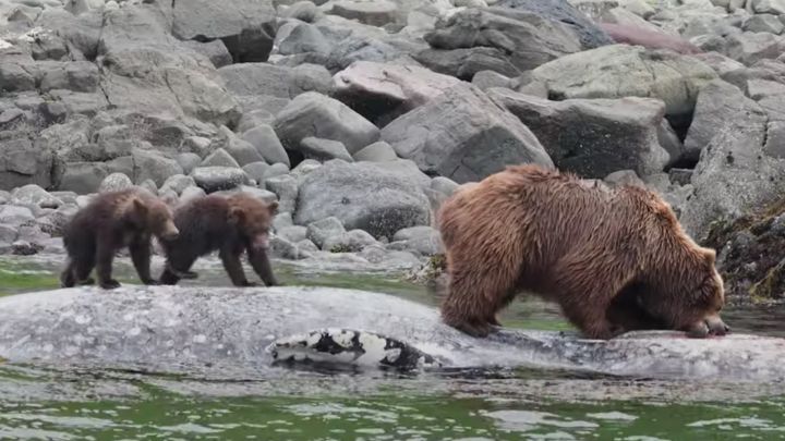 El vídeo extremo del día: graban a un oso comiéndose a una ballena