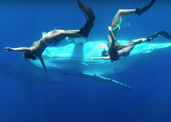 Tiburones, orcas, osos polares... los 10 mejores vídeos submarinos