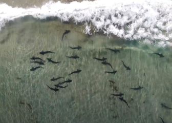 Así es surfear en la capital mundial de los ataques de tiburón