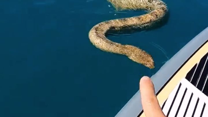 Una serpiente marina gigante se sube a la tabla de un tiktoker y le convierte en viral