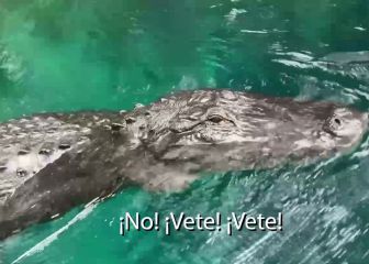 El video viral de un cocodrilo acechando a una surfista: ¡Estaba a pocos metros!