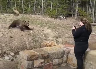 Multa y condena de prisión por acercarse demasiado a un oso