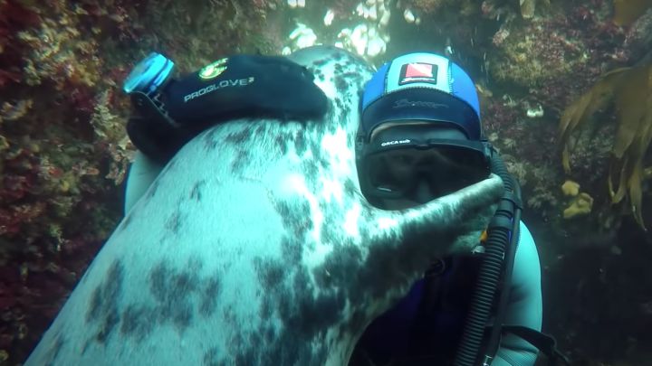El abrazo de una foca a un buceador: historia de un vídeo viral