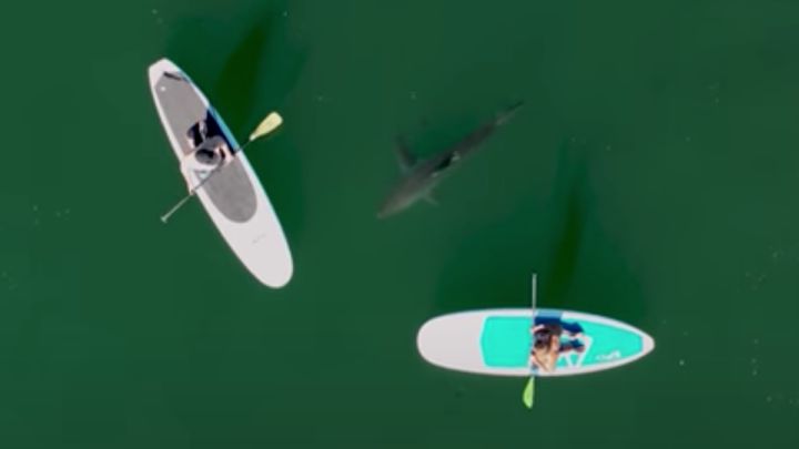 Graban a un tiburón junto a unos surfistas, ¿durmiendo?