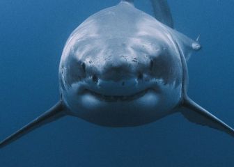 Un tiburón ataca a un surfista en una zona prohibida para el surf