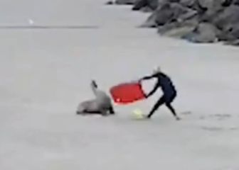 Un bodyboarder se enfrenta a un león marino a tablazos