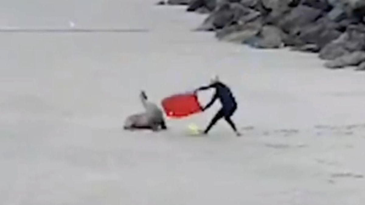 Un bodyboarder se enfrenta a un león marino a tablazos 