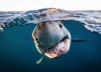 Tres españoles ganan los premios de fotografía submarina 2022