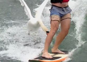 Un cisne ataca a un wakesurfista
